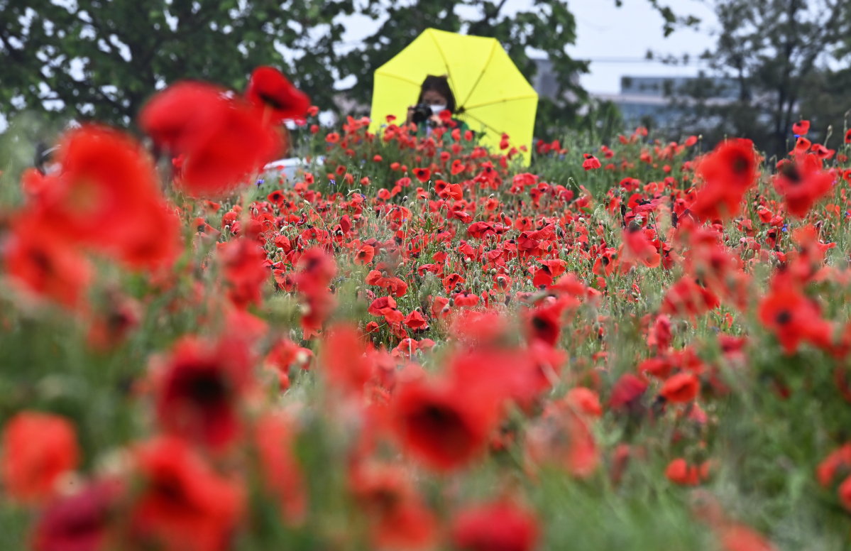 ▲27일 오전 경기도 수원시 권선구 탑동 시민농장을 찾은 시민이 비에 젖은 꽃밭을 살펴보고 있다. (뉴시스)