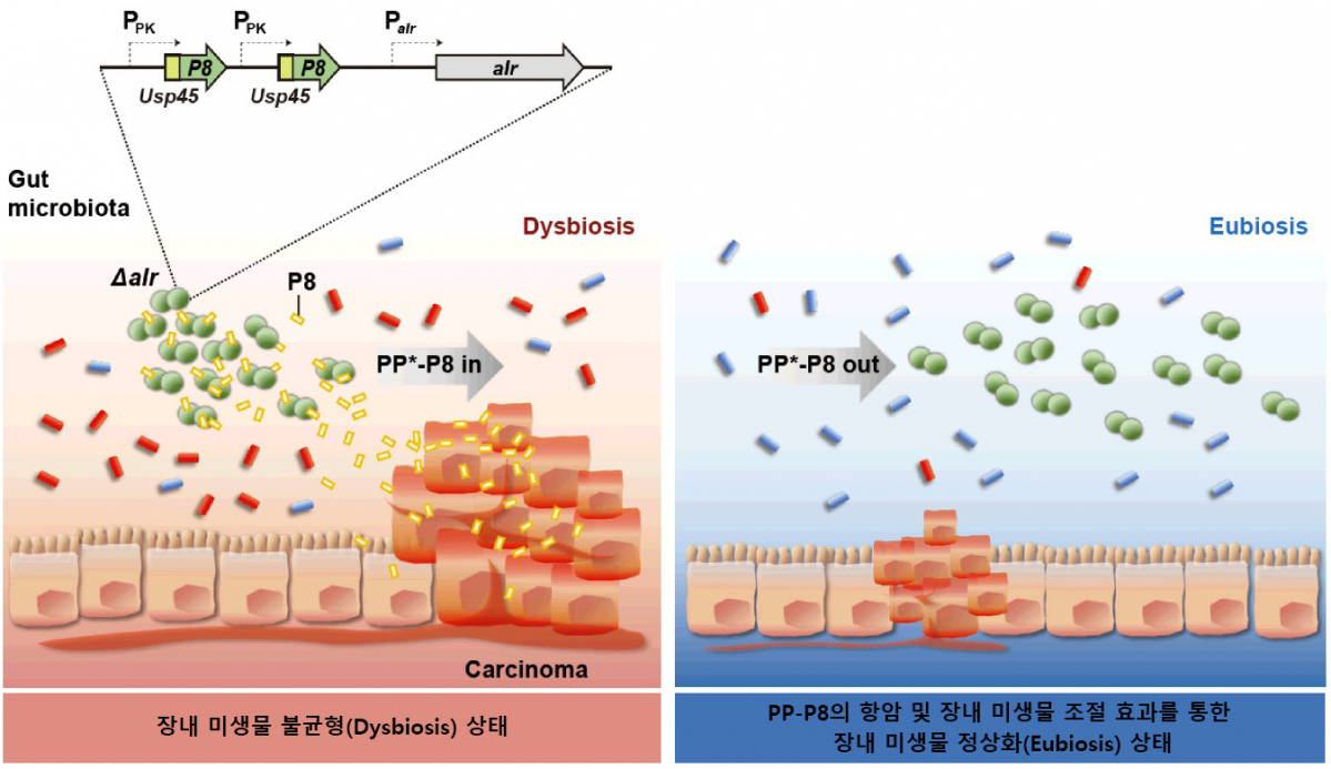▲PP-P8의 작용 기전을 나타내는 모식도 (자료제공=쎌바이오텍)