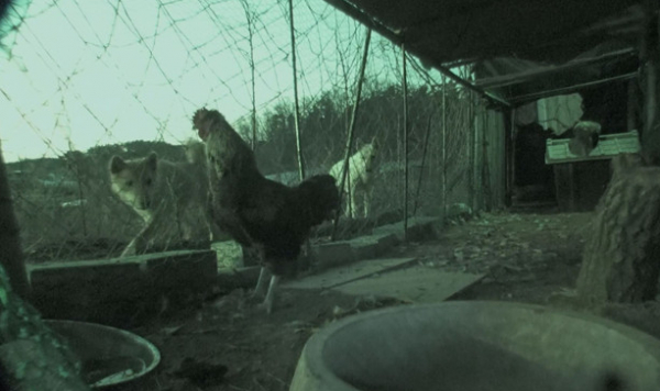 ▲'TV동물농장'(사진제공=SBS)