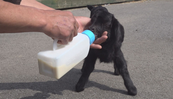 ▲'TV동물농장'(사진제공=SBS)