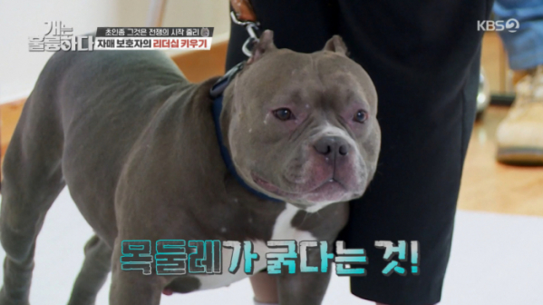 ▲'개는 훌륭하다'(사진제공=KBS2)