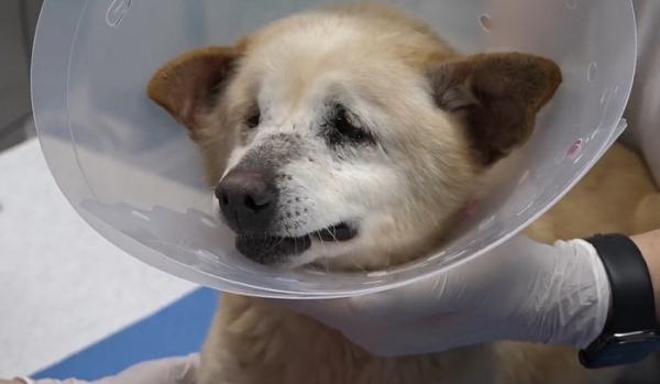 ▲'류수영의 동물티비'(사진 = KBS 제공)