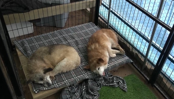 ▲'류수영의 동물티비'(사진 = KBS 제공)