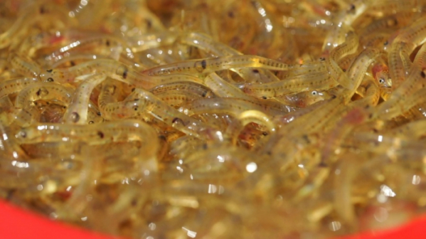 ▲'한국인의 밥상'(사진제공=KBS 1TV)