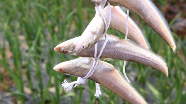 ▲'한국인의 밥상'(사진제공=KBS 1TV)