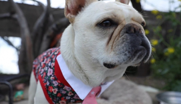 ▲'류수영의 동물티비'(사진제공=KBS 2TV)