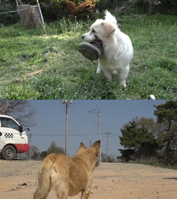 ▲'류수영의 동물티비'(사진제공=KBS 2TV)