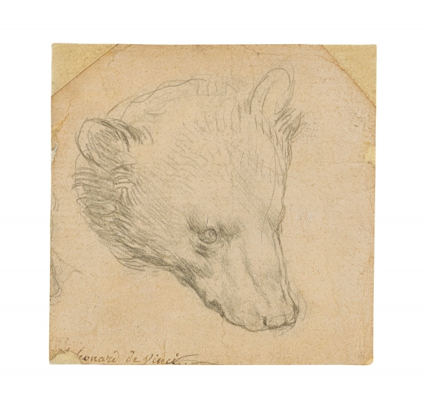 ▲레오나르도 다빈치의 ‘곰의 머리’. 로이터연합뉴스
