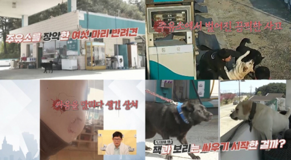 ▲‘개는 훌륭하다’(사진제공=KBS 2TV)