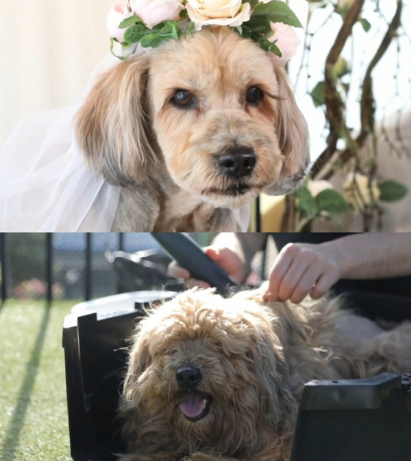 ▲'류수영의 동물티비'(사진제공=KBS 2TV)