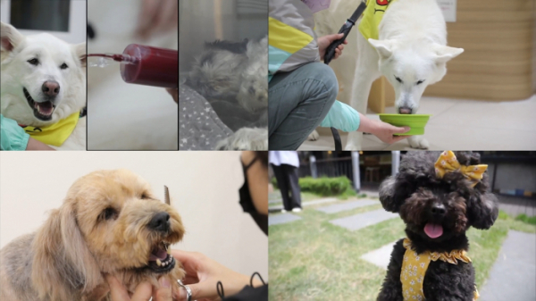 ▲'류수영의 동물티비'(사진 = KBS 제공)