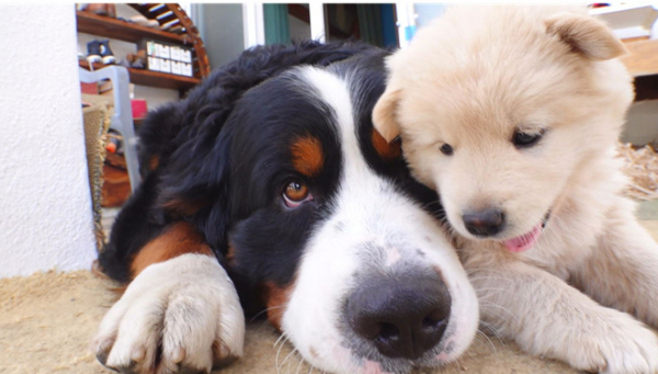 ▲'TV 동물농장'(사진제공=SBS)