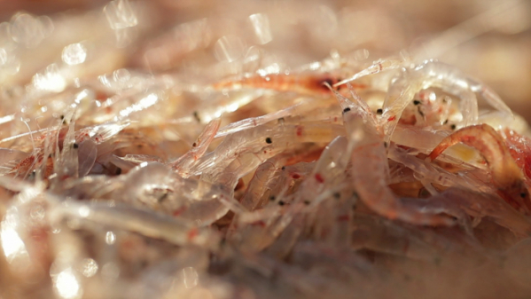 ▲'바닷가 사람들'(사진제공=EBS1)