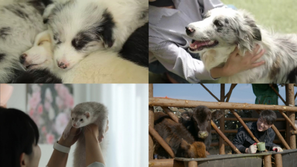 ▲'류수영의 동물티비'(사진제공=KBS 2TV)