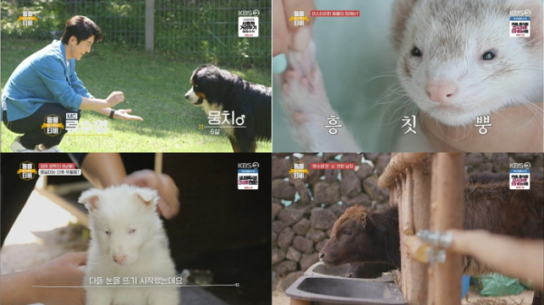 ▲'류수영의 동물티비'(사진제공=KBS 2TV)