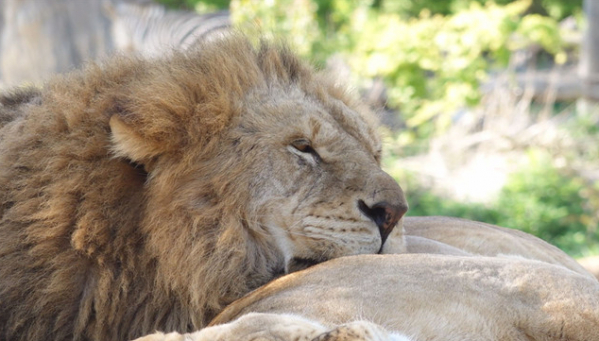 ▲'TV동물농장'(사진제공=SBS)