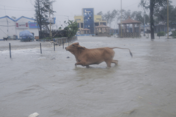 ▲서벵골주의 벵골해안 한 마을이 26일 사이클론 '야스'의 영향으로 침수된 가운데 소가 침수된 도로를 지나가고 있다. 디가/AP뉴시스
