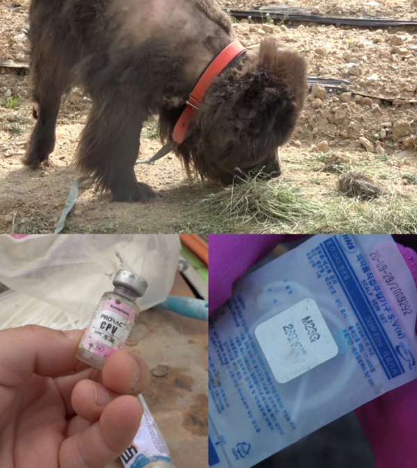 ▲'류수영의 동물티비'(사진 = KBS 제공)