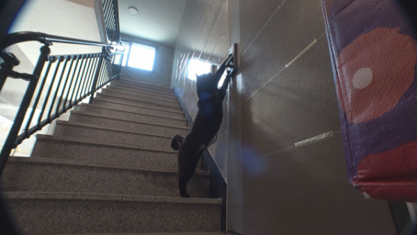 ▲'TV동물농장'(사진제공=SBS)