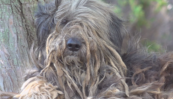 ▲'TV동물농장'(사진제공=SBS)