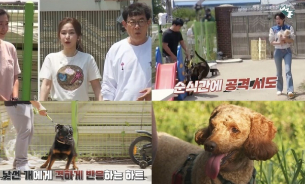 ▲‘개는 훌륭하다’ 로트와일러(사진제공=KBS 2TV)