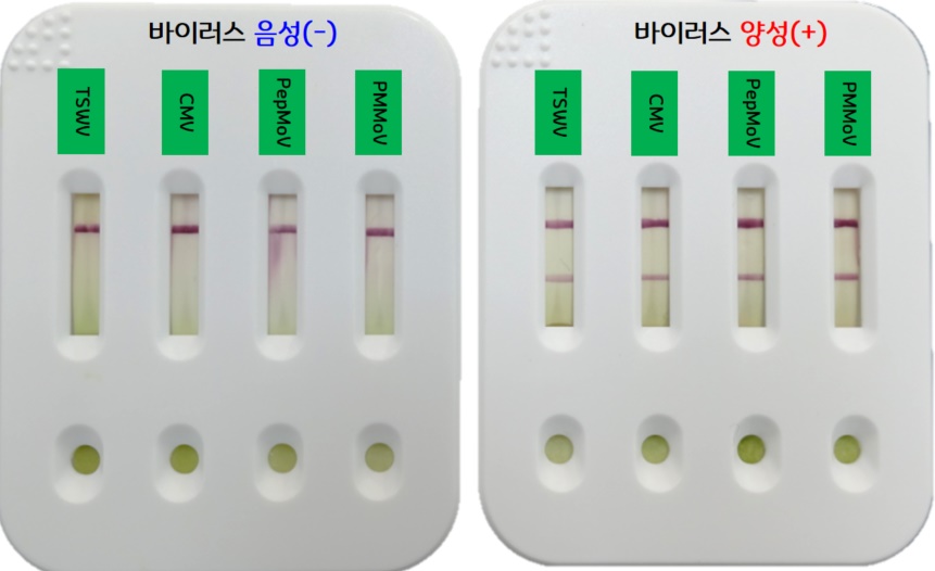▲농촌진흥청이 올해 보급한 고추 바이러스 4종 진단키트. (자료제공=농촌진흥청)