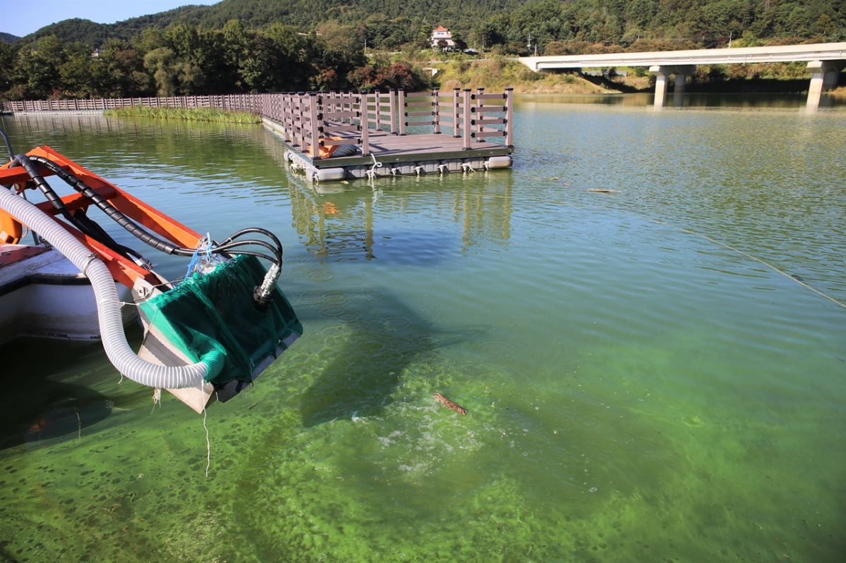 ▲지난해 대청호 문의수역 수면에 발생한 녹조. (뉴시스)
