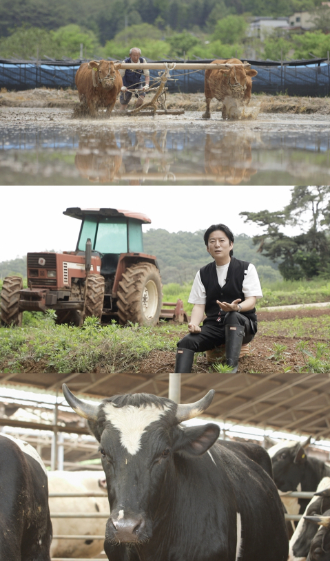 ▲'다큐프라임‘ 우리 소고기(사진제공=MBC)