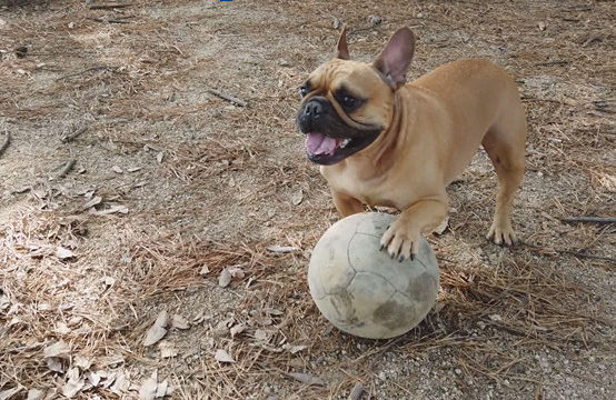 ▲'TV동물농장'(사진제공=SBS)