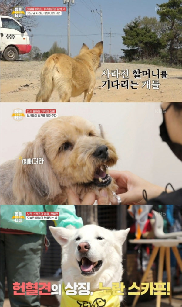 ▲'류수영의 동물티비'(사진제공=KBS2)