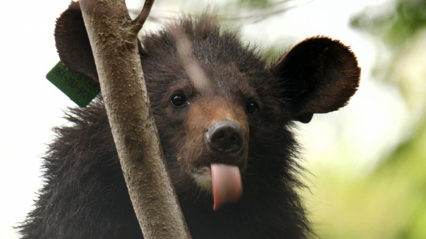 ▲'환경스페셜' 반달가슴곰(사진제공=KBS 2TV)