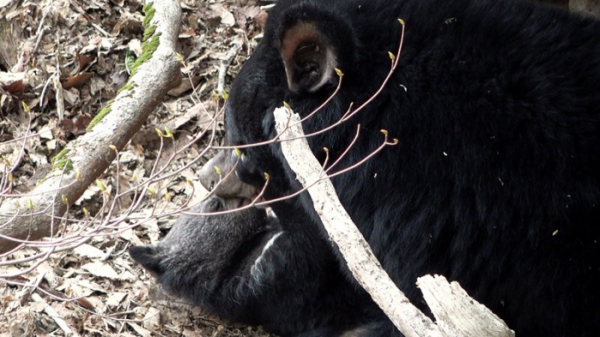 ▲'환경스페셜' 반달가슴곰(사진제공=KBS 2TV)