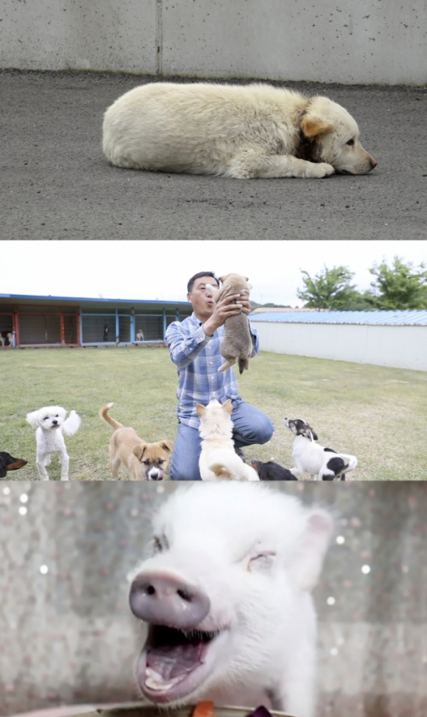 ▲'류수영의 동물티비'(사진제공=KBS 2TV)