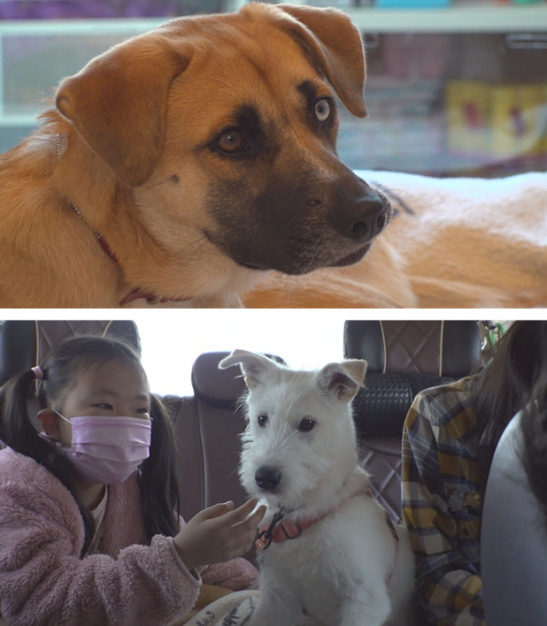 ▲'TV동물농장'(사진제공=SBS)