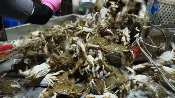 ▲'바닷가 사람들' 진도 꽃게잡이(사진제공=EBS1)