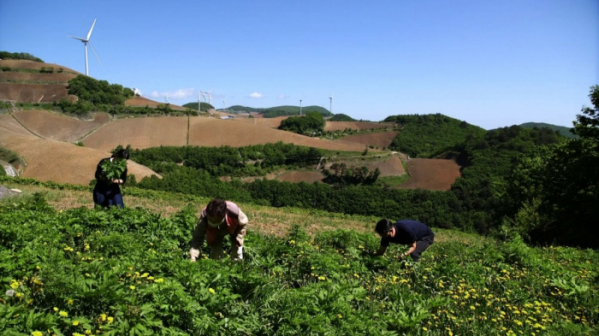 ▲'한국인의 밥상'(사진제공=KBS 1TV)