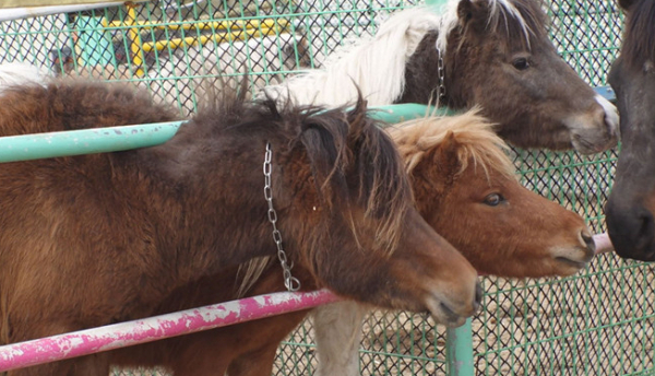 ▲'TV동물농장'(사진제공=SBS)