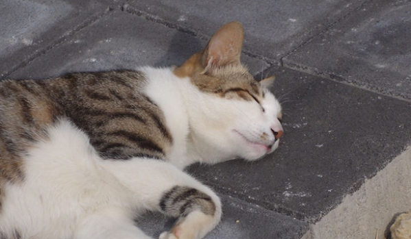 ▲'TV동물농장'(사진제공=SBS)