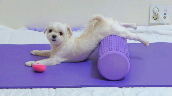 ▲필라테스 강아지(사진제공=SBS)