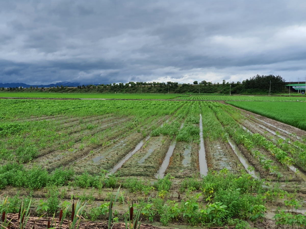 ▲장마로 배수로에 물이 찬 콩밭. (사진제공=농촌진흥청)