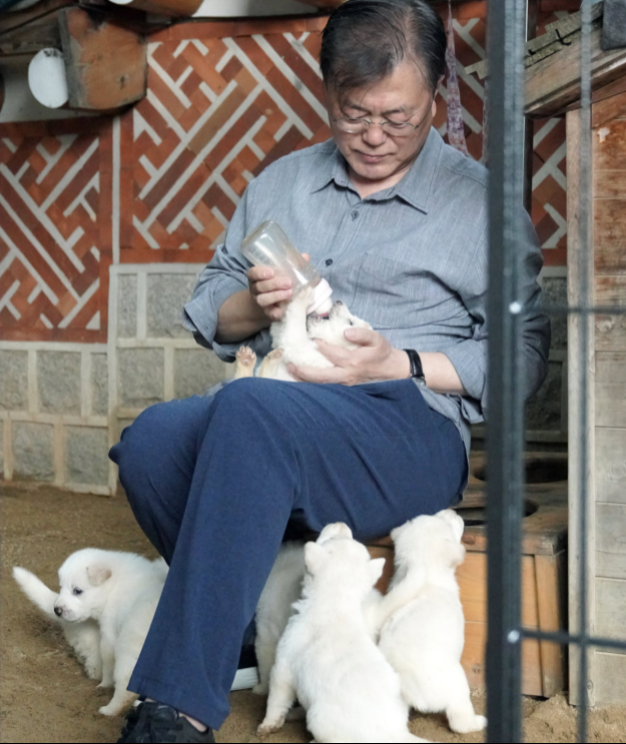 ▲문재인 대통령이 풍산개 강아지에게 우유를 먹이고 있다. (출처=문재인 대통령 페이스북)