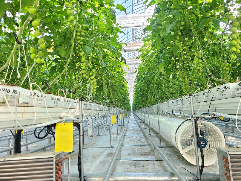 ▲월화수목금토마토 스마트팜 내부 모습. (사진제공=월화수목금토마토)