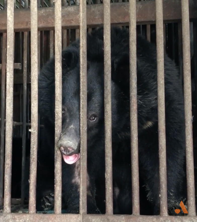 ▲철창에 갇힌 반달가슴곰의 모습. 환경부에 따르면 지난해 12월 기준 국내에서 웅담 채취 등을 위해 사육되고 있는 곰은 407마리다. 해당 곰은 사건과 직접적인 관계 없음. (출처=동물자유연대 유튜브 캡처)