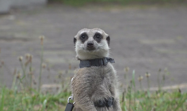 ▲'TV동물농장'(사진제공=SBS)