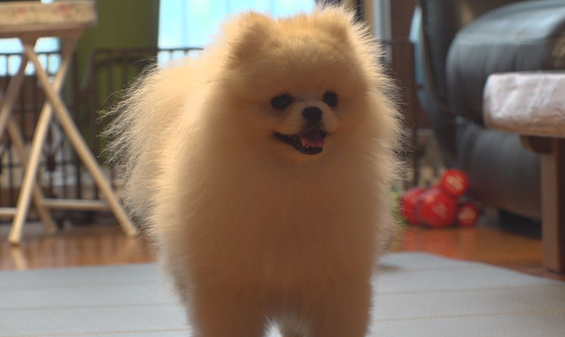 ▲'TV동물농장'(사진제공=SBS)