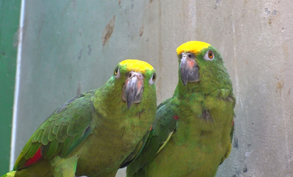 ▲'TV동물농장'(사진제공=SBS)