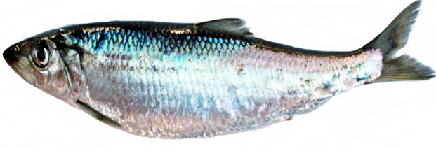 ▲청어 (사진제공=해양수산부)