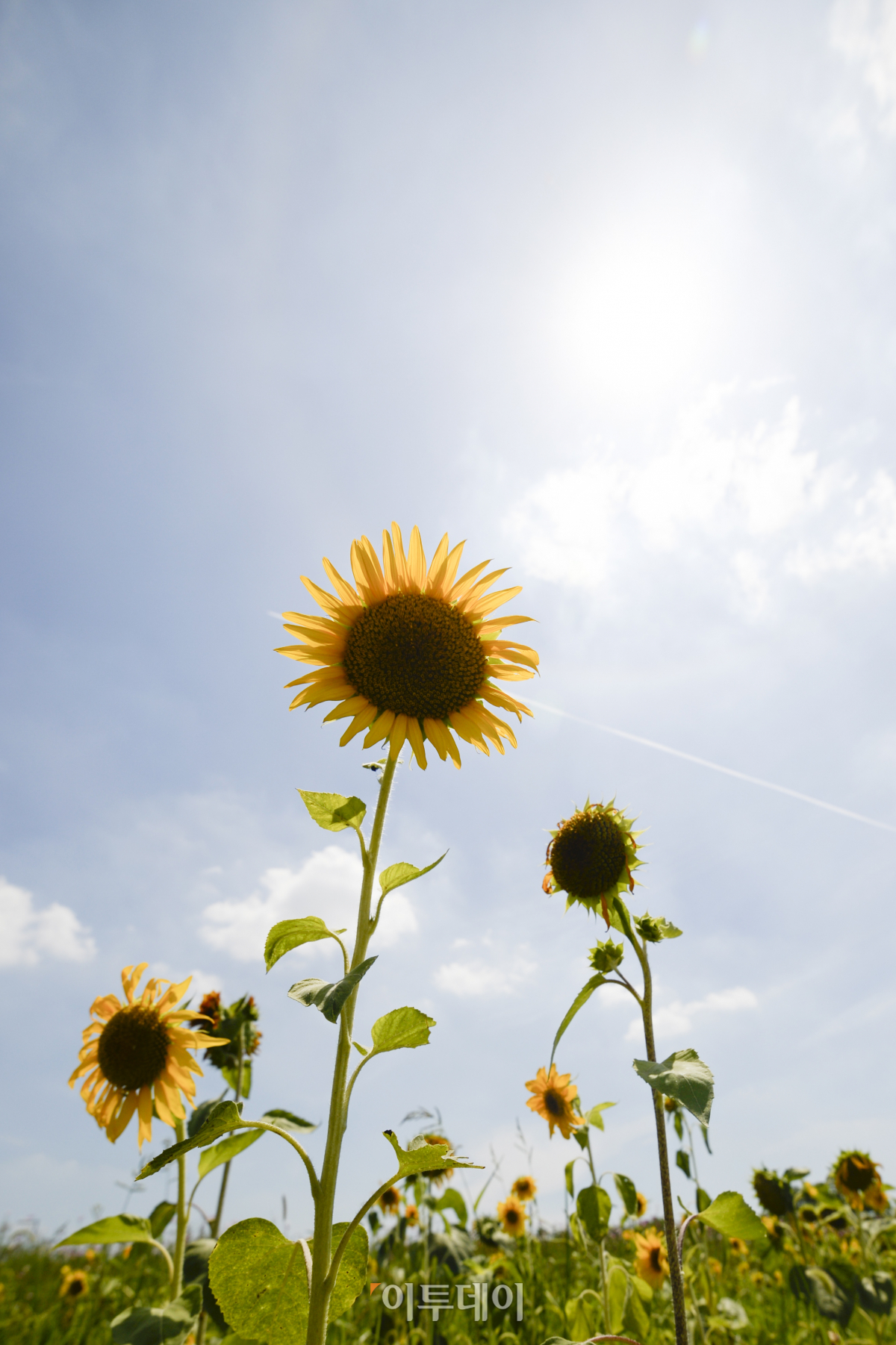 (조현호 기자 hyunho@)