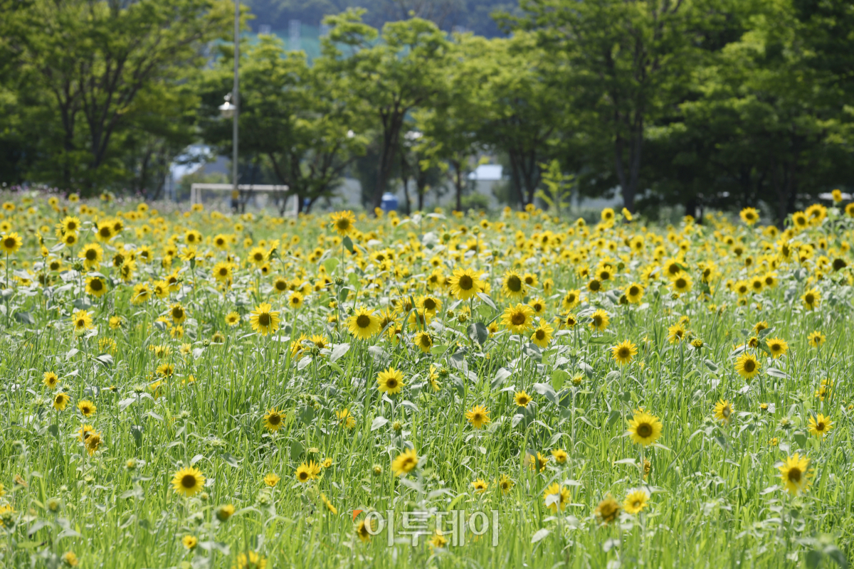 (조현호 기자 hyunho@)