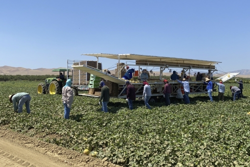 ▲미국 캘리포니아주 파이어보우에 위치한 농장에서 사람들이 일하고 있다. 파이어보우/AP연합뉴스
